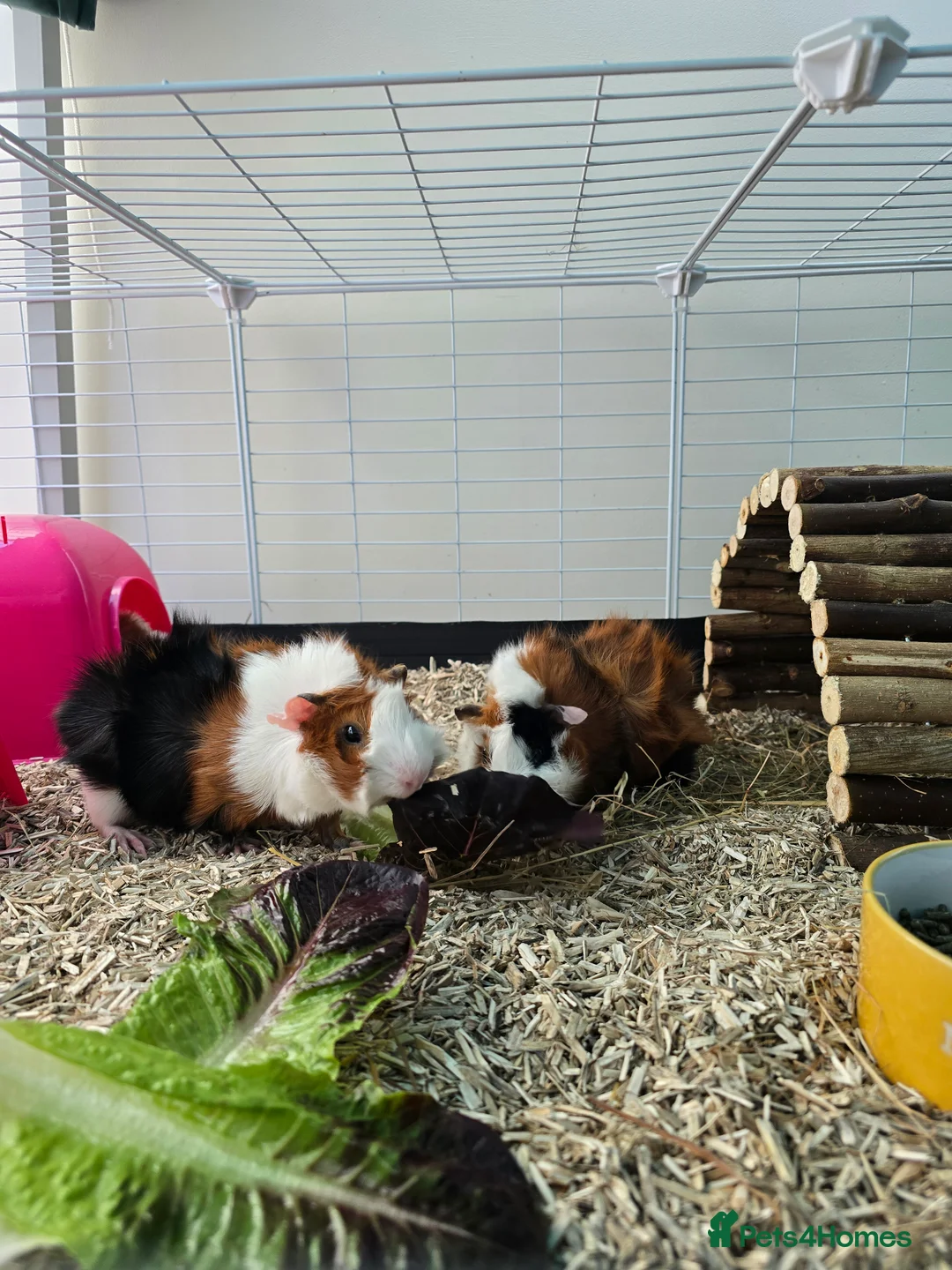 Guinea Pig rodents for sale: Abyssinian Guinea Pigs - Advert 4
