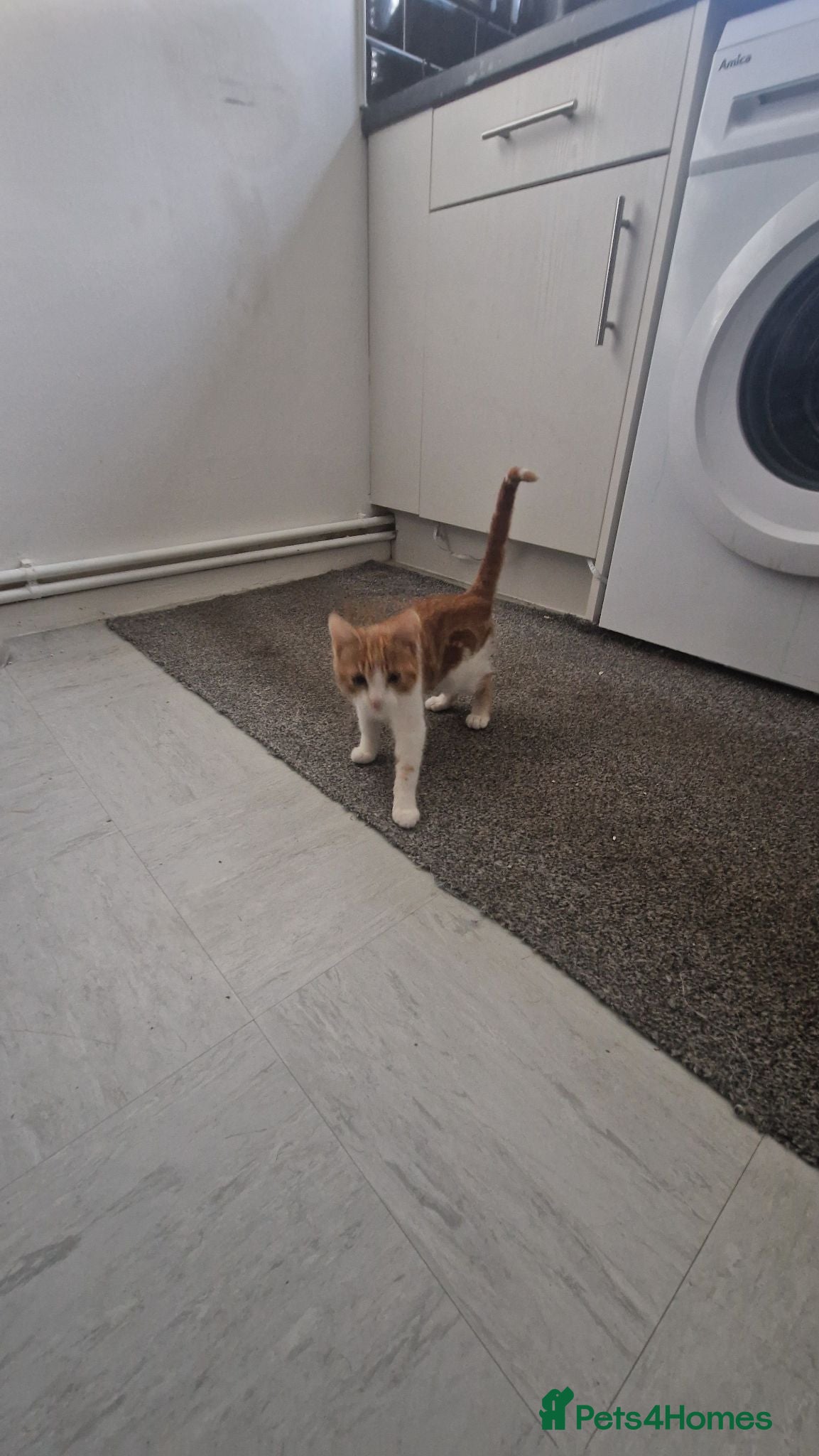 Mixed Breed cats Kitten 😸  - Advert 2