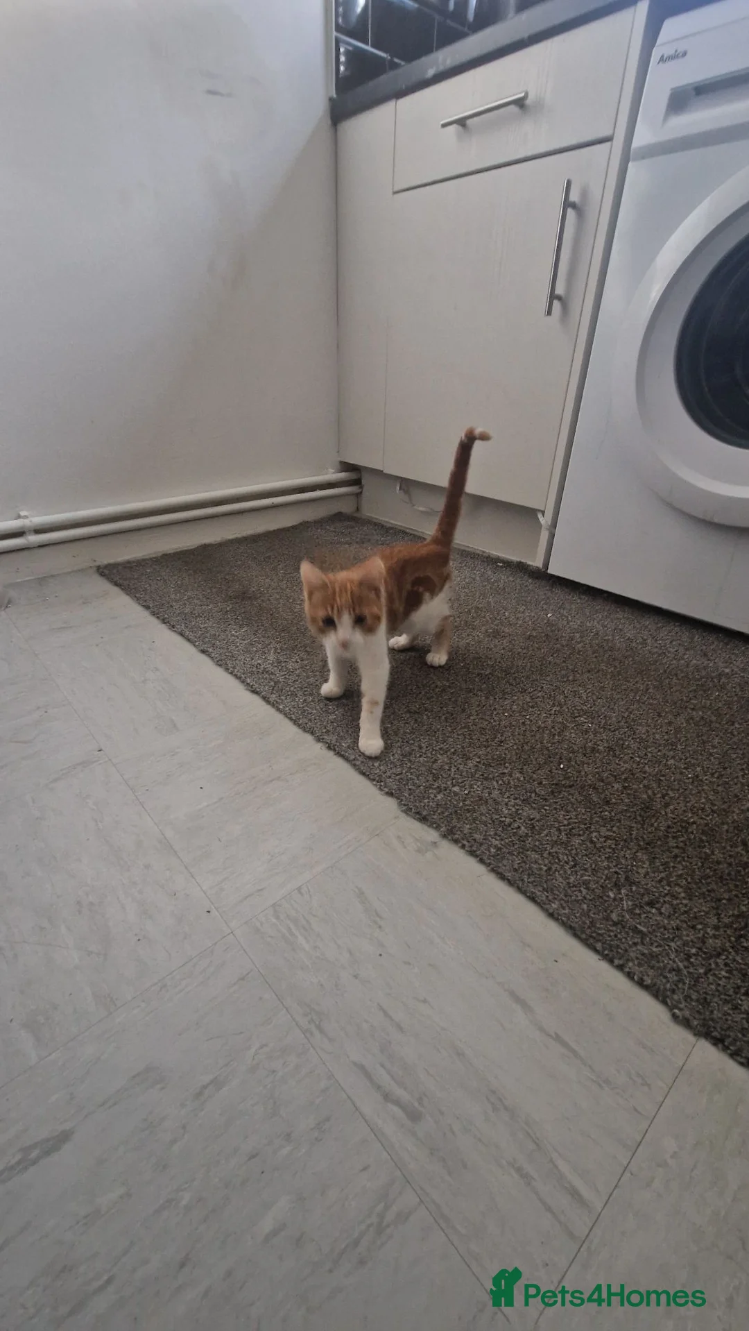 Mixed Breed cats for sale: Kitten 😸  in Dudley - Advert 1