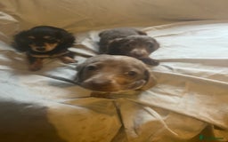 Dachshund dogs for sale: Beautiful dachshund puppies  - Image 1