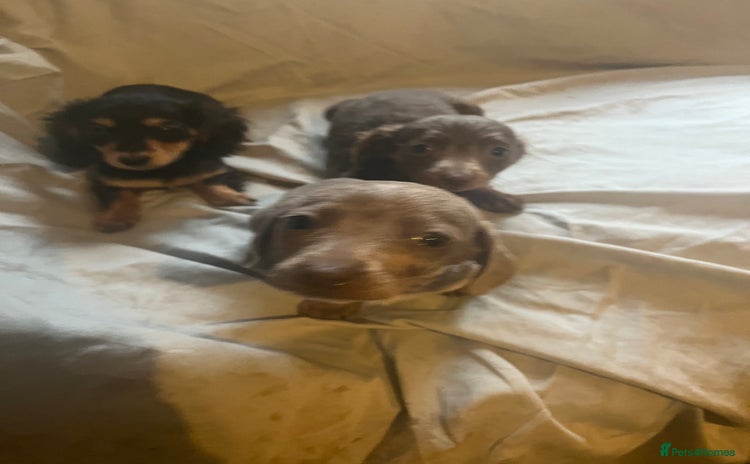 Dachshund dogs - Advert 9