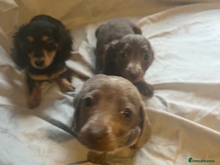 Dachshund dogs - Advert 32