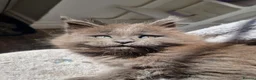Maine Coon cats for sale: Maine coon kittens  - Advert 4