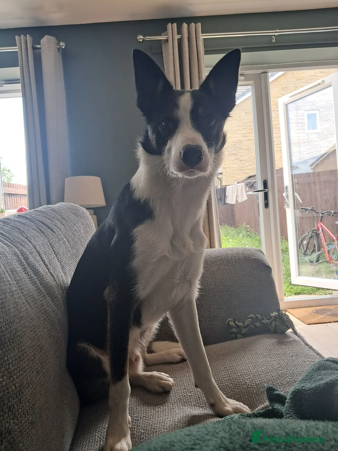 Border Collie dogs for stud: Bill for stud in High Peak - Advert 3