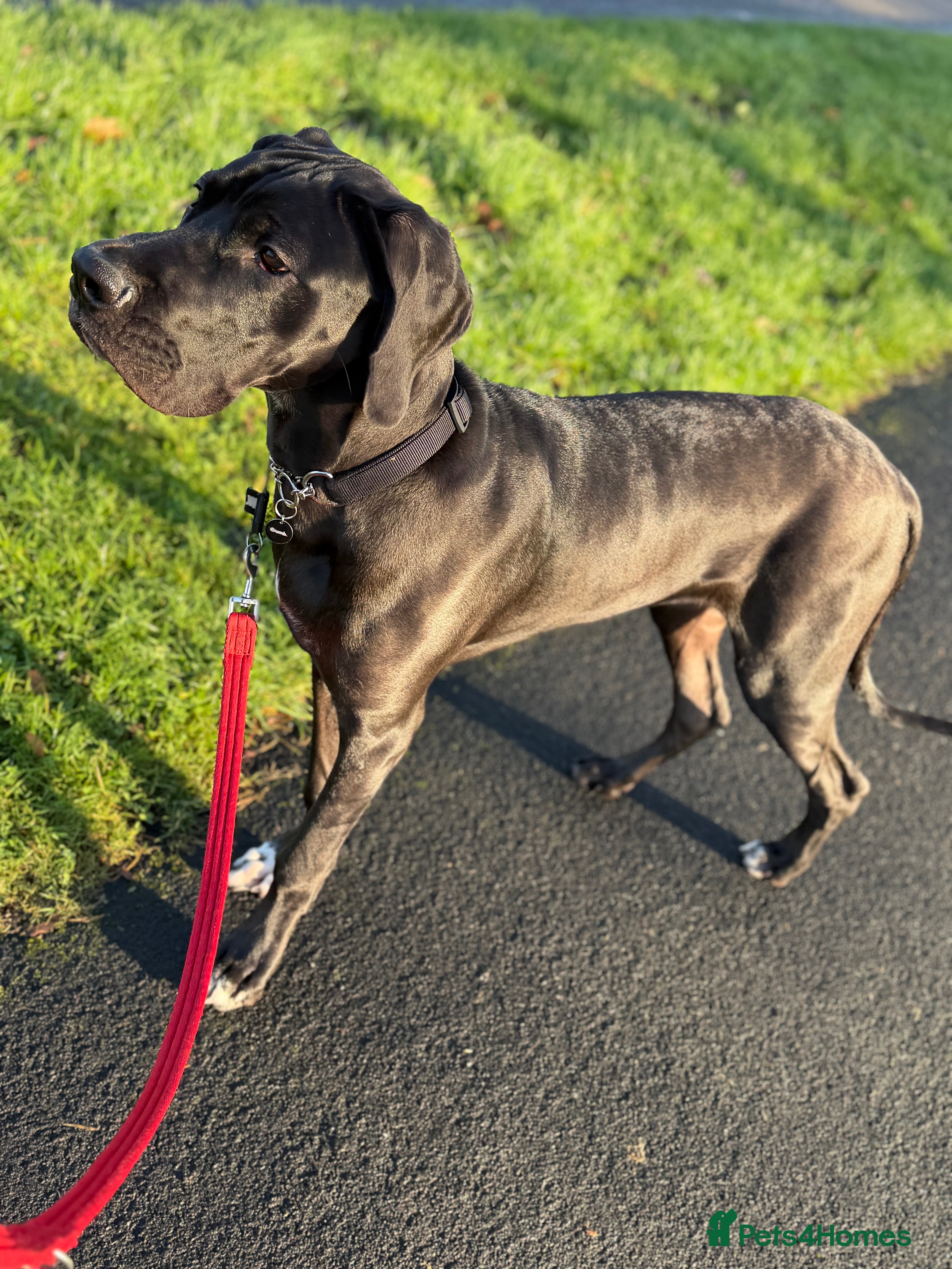 Great Dane dogs 8 Month Old Great Dane - Advert 5