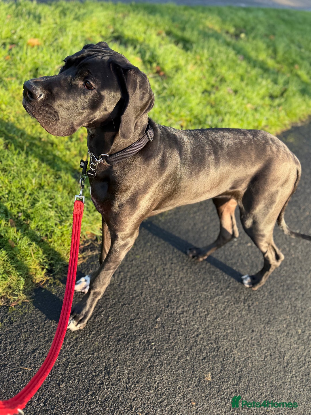 Great Dane dogs for sale: 8 Month Old Great Dane - Advert 1