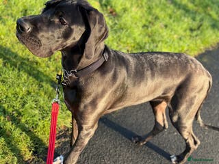 Great Dane dogs 8 Month Old Great Dane - Advert 3