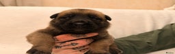 Belgian Shepherd Dog dogs for sale: Top working bloodline belgian malinois puppies - Advert 1