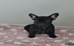 French Bulldog dogs for sale: Beautiful pet priced french bulldogs - Image 8