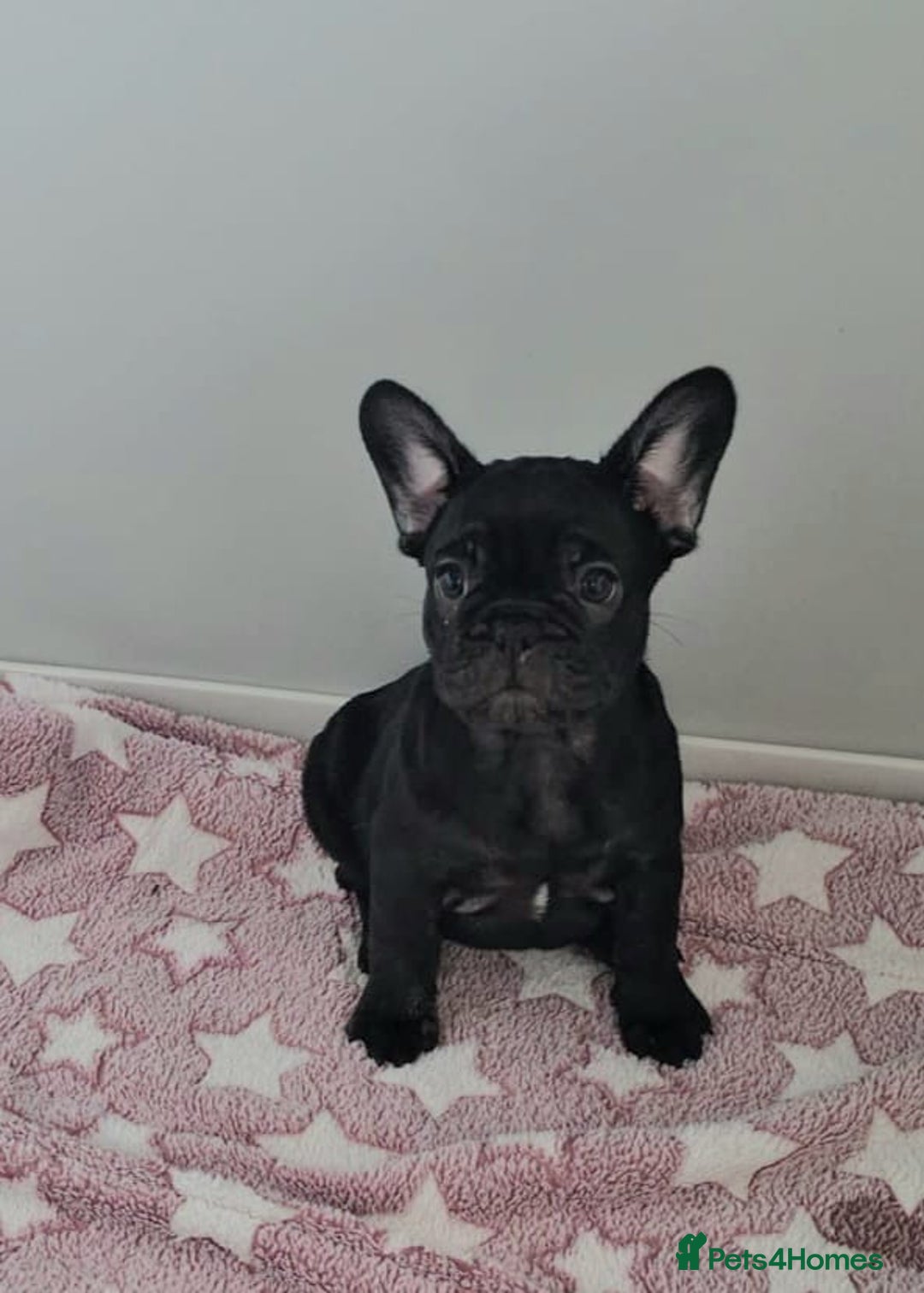 French Bulldog dogs for sale: Beautiful pet priced french bulldogs - Image 8