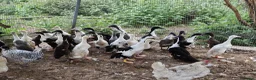 Ducks poultry for sale: Cayuga and Runner duck hatching eggs and ducklings - Advert 7