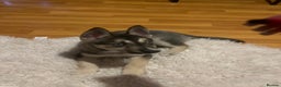 Huskita dogs for sale: Huskita 8 weeks puppy - Advert 6