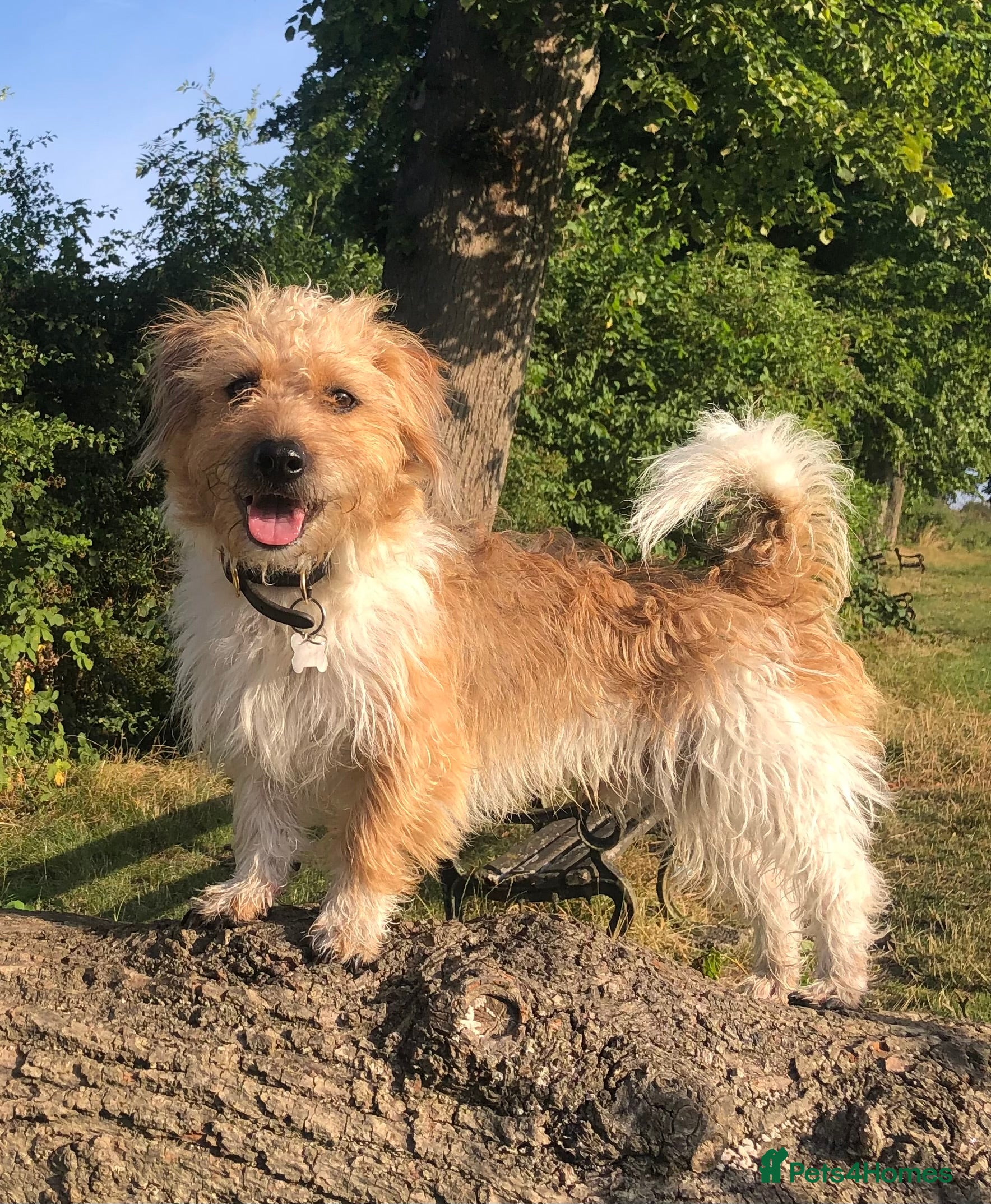 Jack Russell dogs Proven rough coated JR *REAL GEM OF A DOG* in Bristol - Advert 6