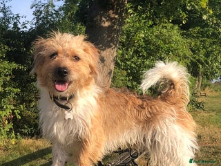 Jack Russell dogs in Bristol - Advert 10