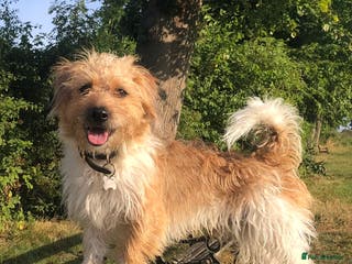 Jack Russell dogs Proven rough coated JR *REAL GEM OF A DOG* in Bristol - Advert 1