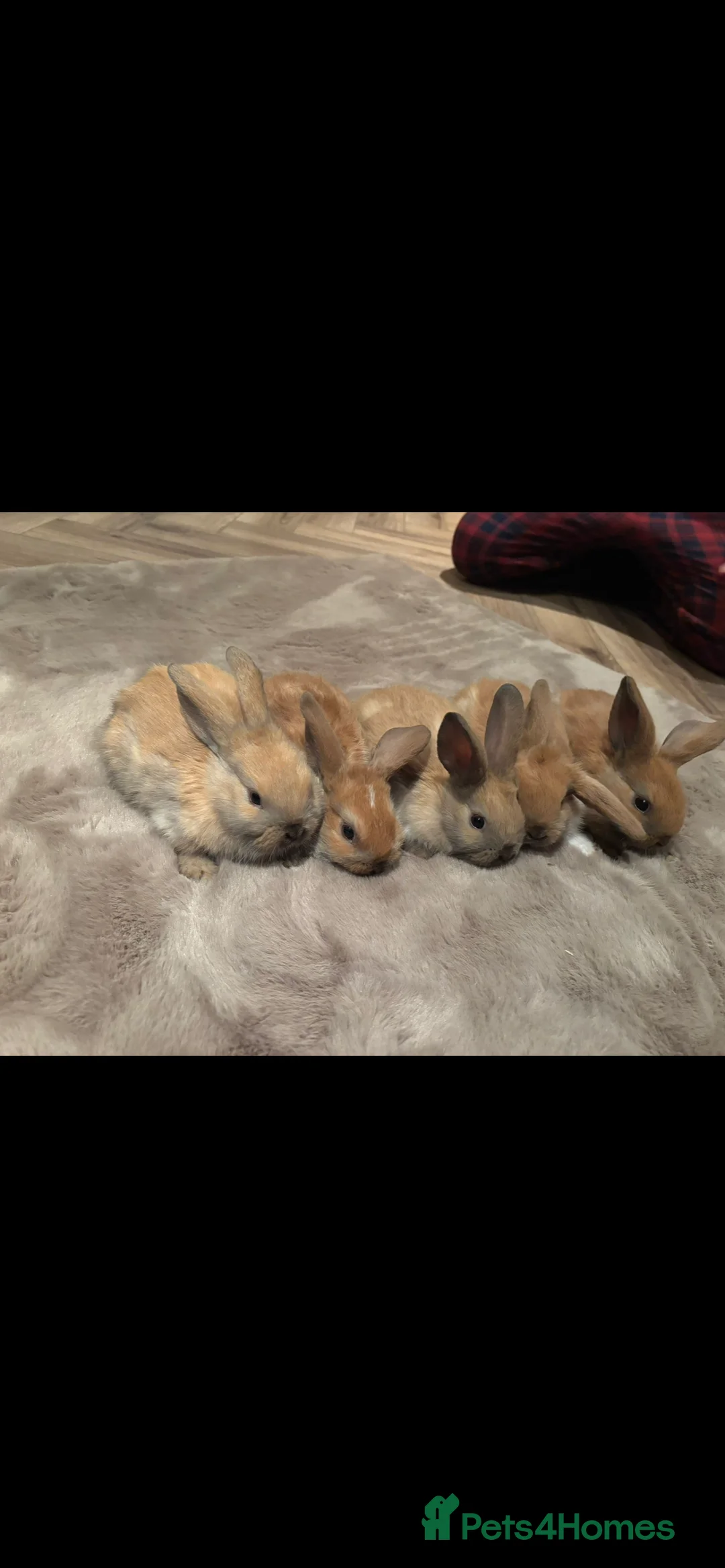 English Lop rabbits for sale: Gorgeos lop eared bunnies - Advert 4