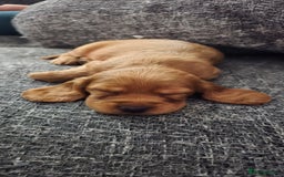 Cocker Spaniel dogs for sale: Cocker spaniel pups - Image 1