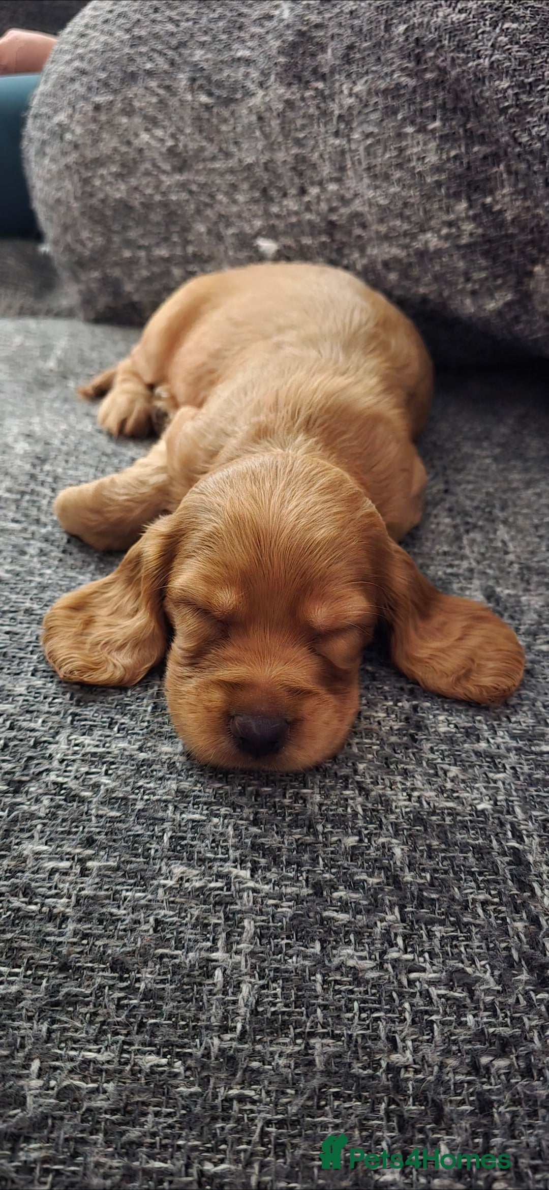 Cocker Spaniel dogs for sale: Cocker spaniel pups - Image 1