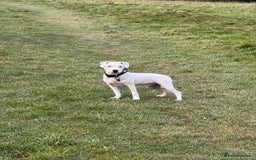 Staffordshire Bull Terrier dogs for sale: VERY RARE WHITE BLUE PIED & BLUE/WHITE SBT'S - Image 10