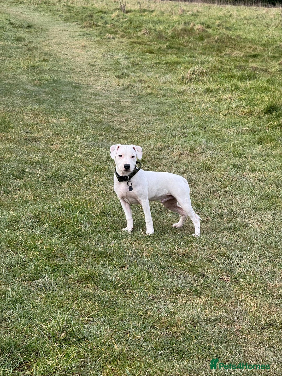 Staffordshire Bull Terrier dogs for sale: VERY RARE WHITE BLUE PIED & BLUE/WHITE SBT'S - Image 10