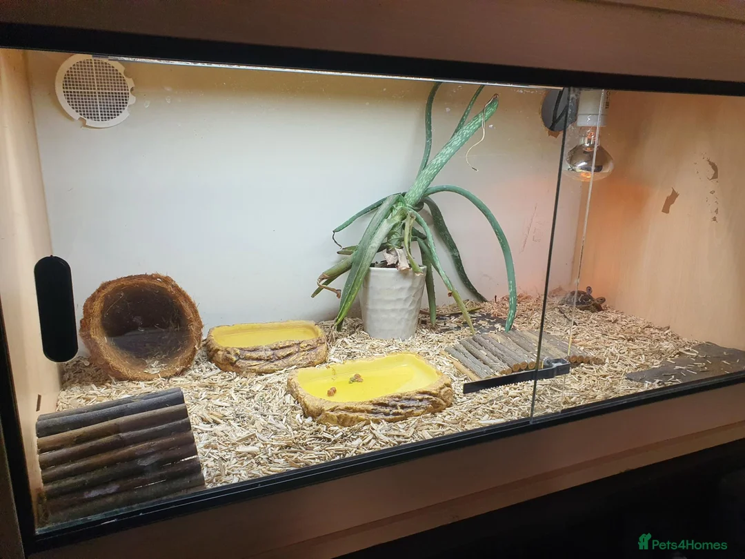 Tortoise reptiles for sale: Dwarf western hermann tortiose in Portsmouth - Advert 11