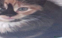 Mixed Breed cats for sale: cute kittens  - Image 20