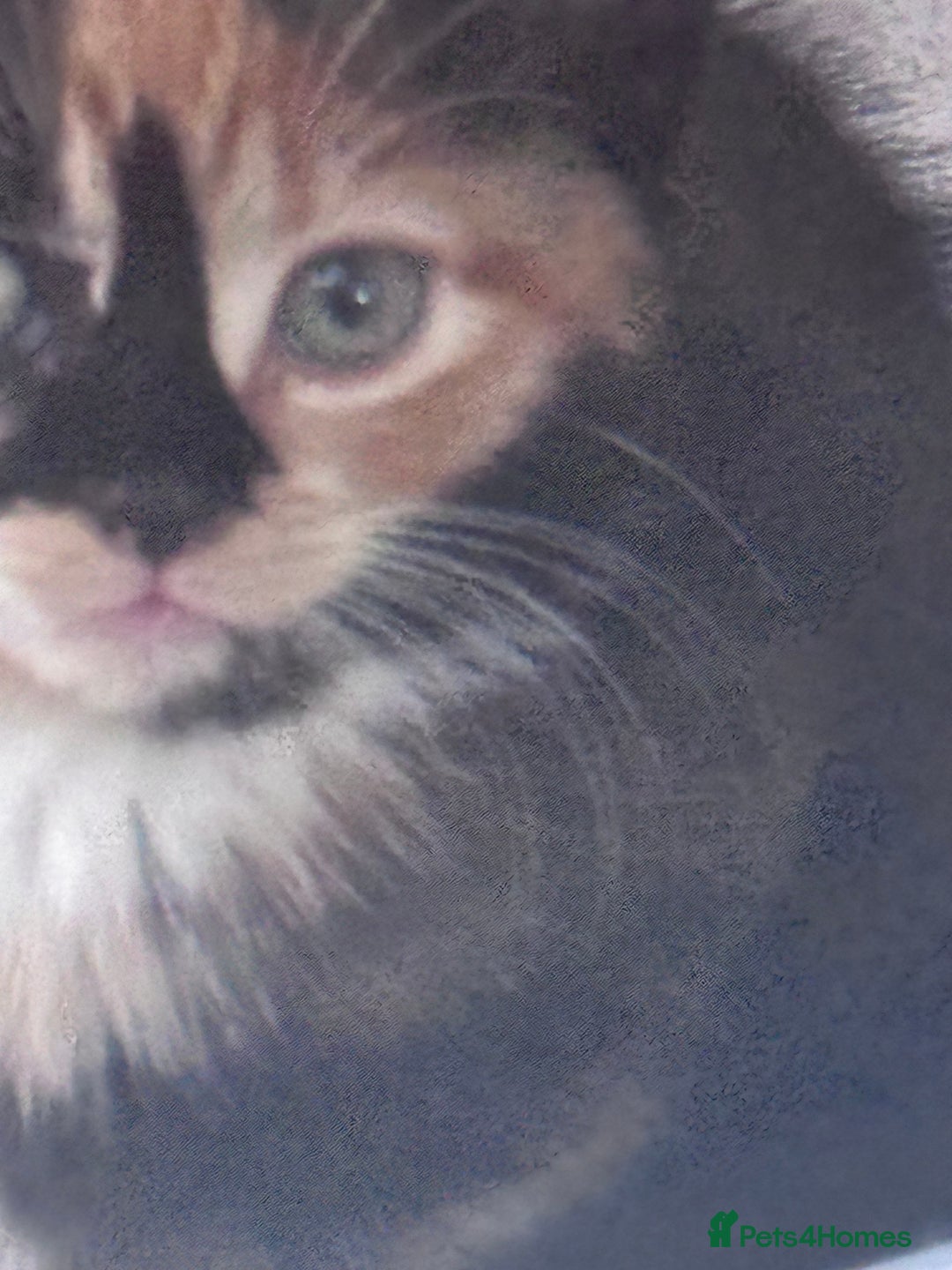 Mixed Breed cats for sale: cute kittens  - Image 20