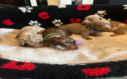 Dachshund dogs for sale: Miniature dapple chocolate boy puppies - Image 11