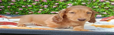 Miniature Dachshund Puppy 1