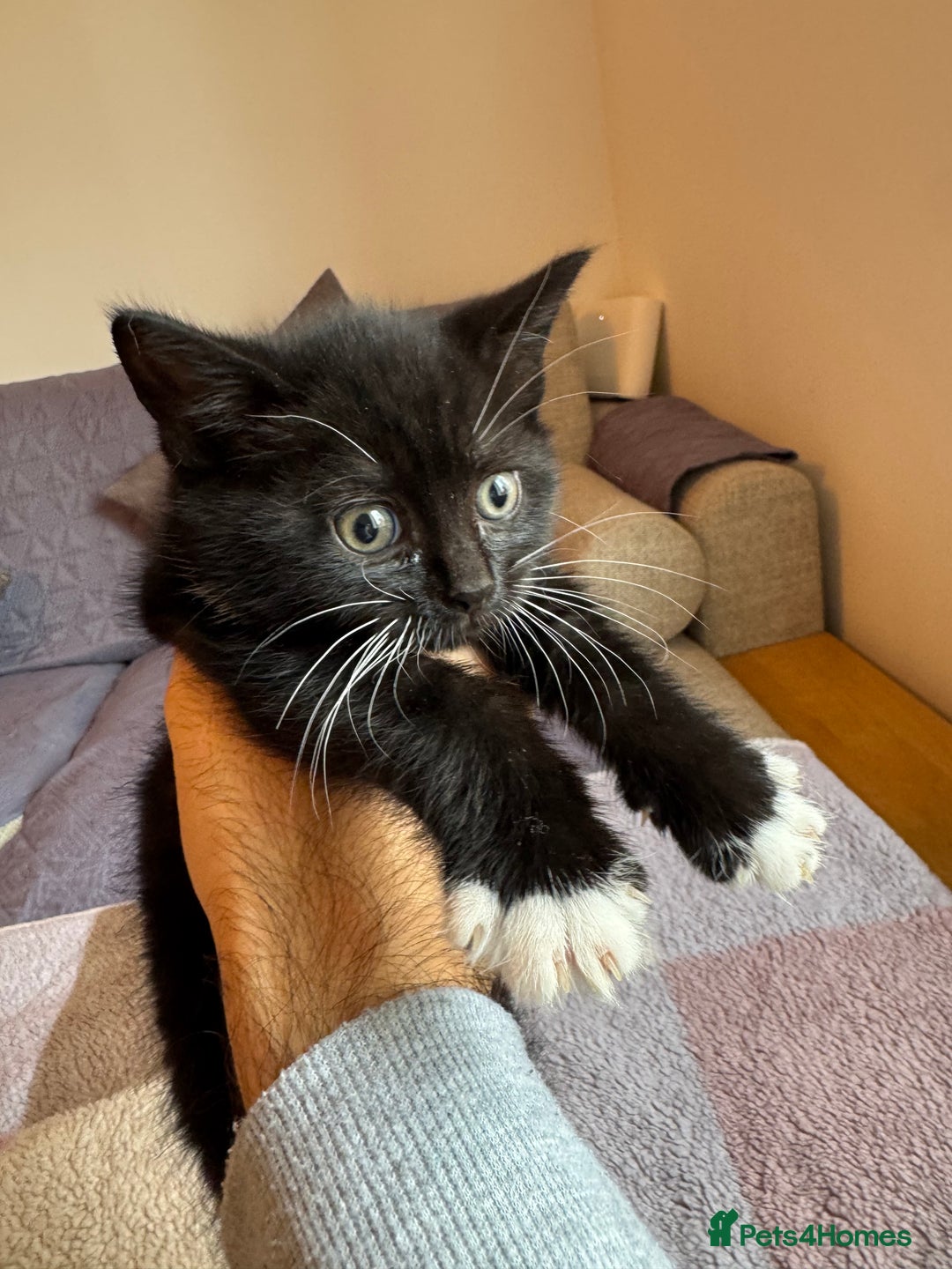 British Shorthair cats for sale: lovable - Advert 5