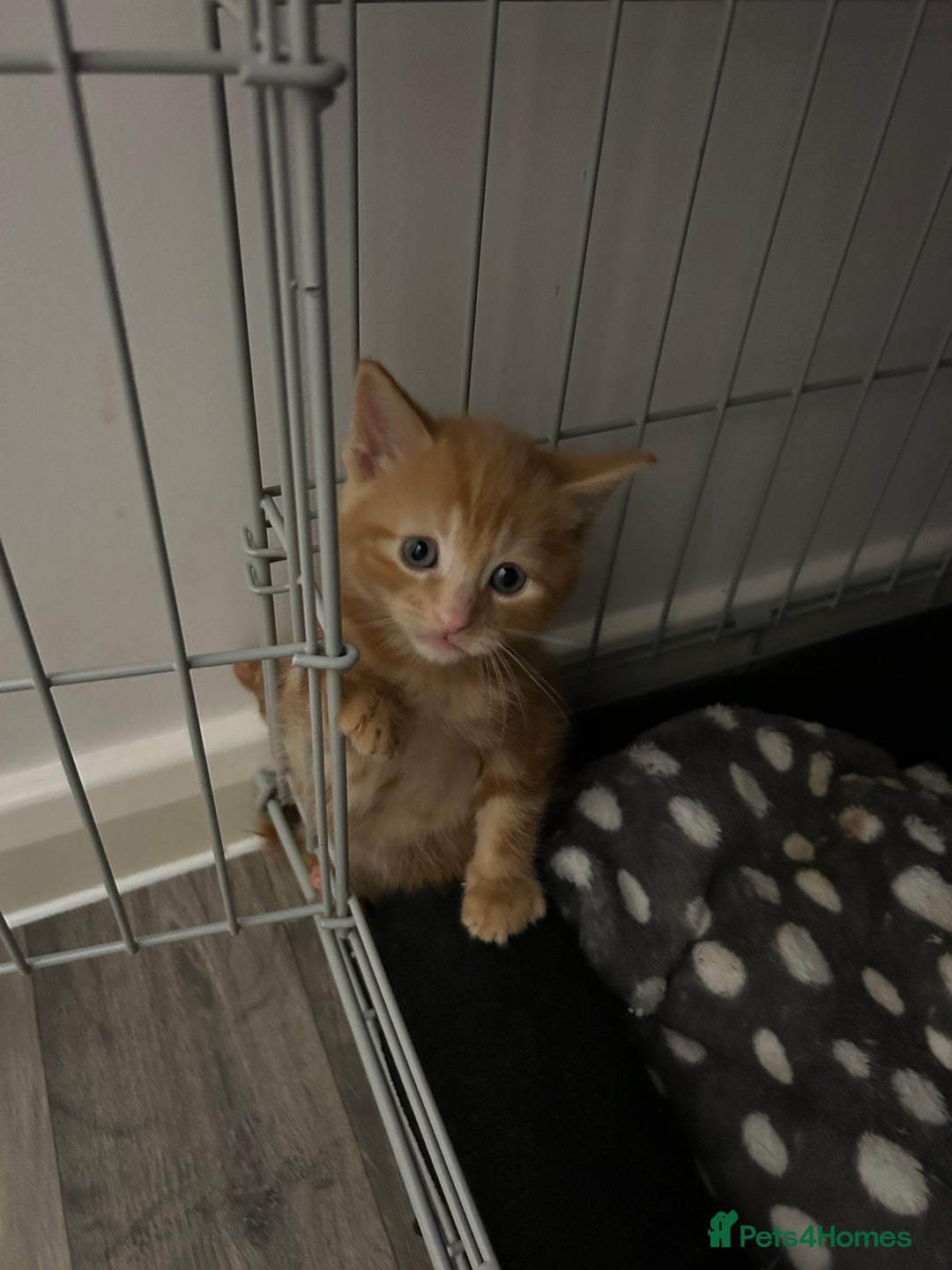 Mixed Breed cats for sale: Kittens  - Advert 2