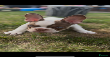 French Bulldog dogs - Advert 6