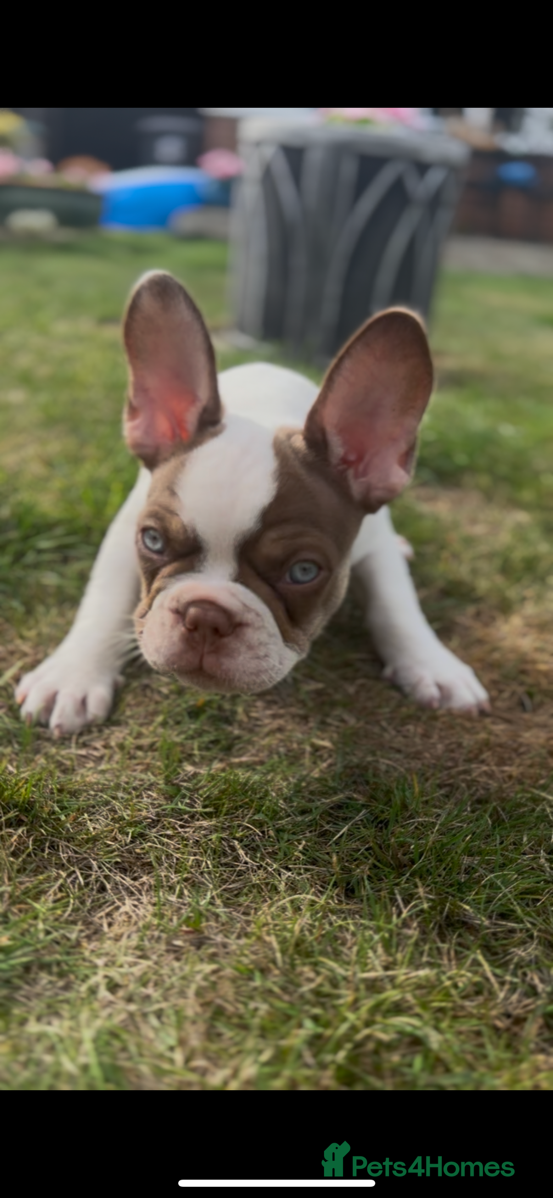 French Bulldog dogs for sale: 1 BOY LEFT KC  - Image 6