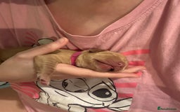 Golden Retriever dogs for sale: Beautiful Golden Retriever puppies  - Image 10