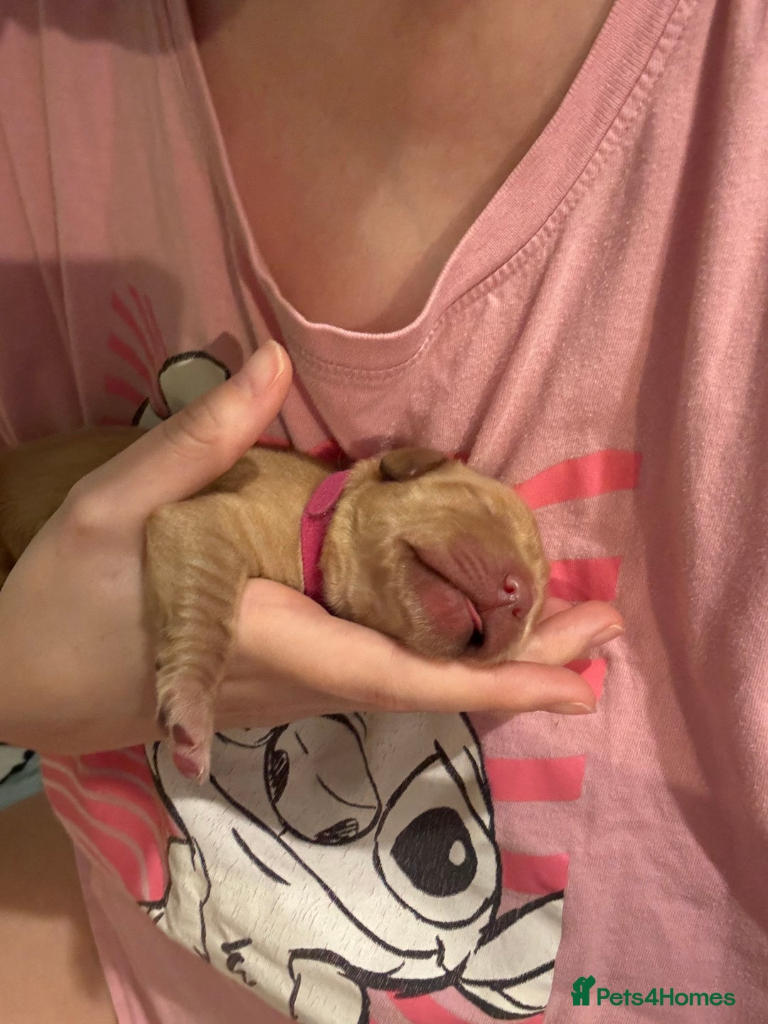 Golden Retriever dogs for sale: Beautiful Golden Retriever puppies  - Image 10