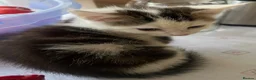 Mixed Breed cats for sale: 6 Lovely kittens for sale  - Advert 18