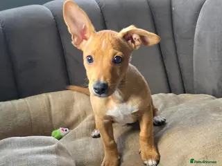 Mixed Breed dogs Tommy - Ginger Jack Russell x Dachshund Puppy - Advert 5