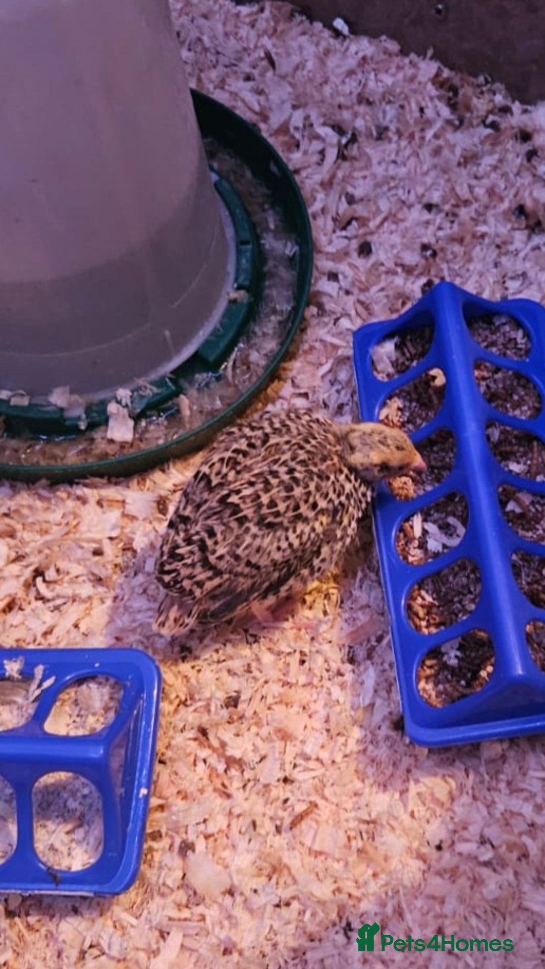 Quail poultry for sale: Beautiful coturnix quail chicks - Advert 6