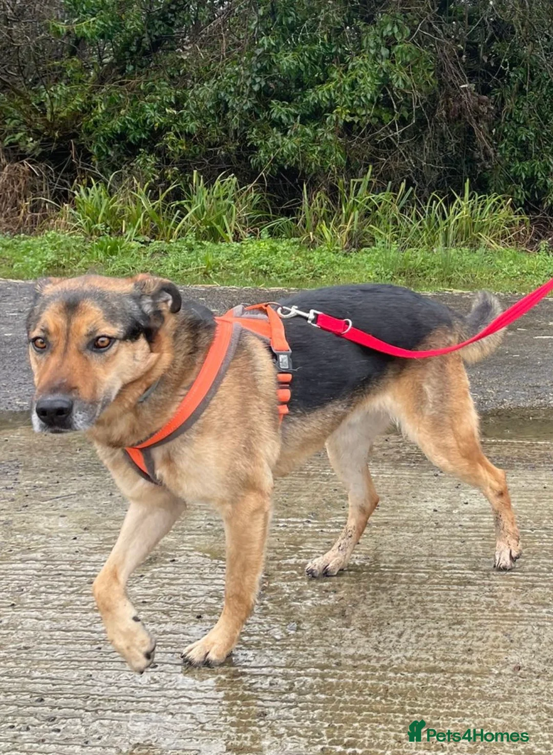 German Shepherd dogs for adoption: Bruno needs a foster or forever home in Spilsby - Advert 1