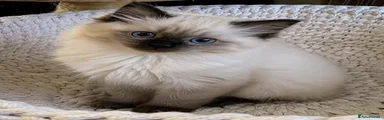 Ragdoll 1