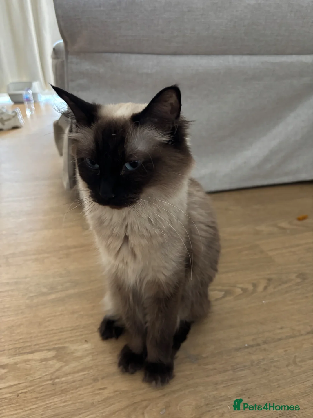 Ragdoll cats for sale: Chocolate point Ragdoll🐈💕 - Advert 1