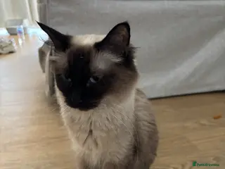 Ragdoll cats Chocolate point Ragdoll - Advert 5