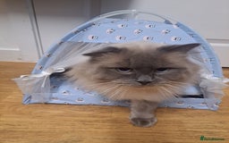 Dwelf cats for sale: Mix ragdoll and Maine Coon  - Image 4