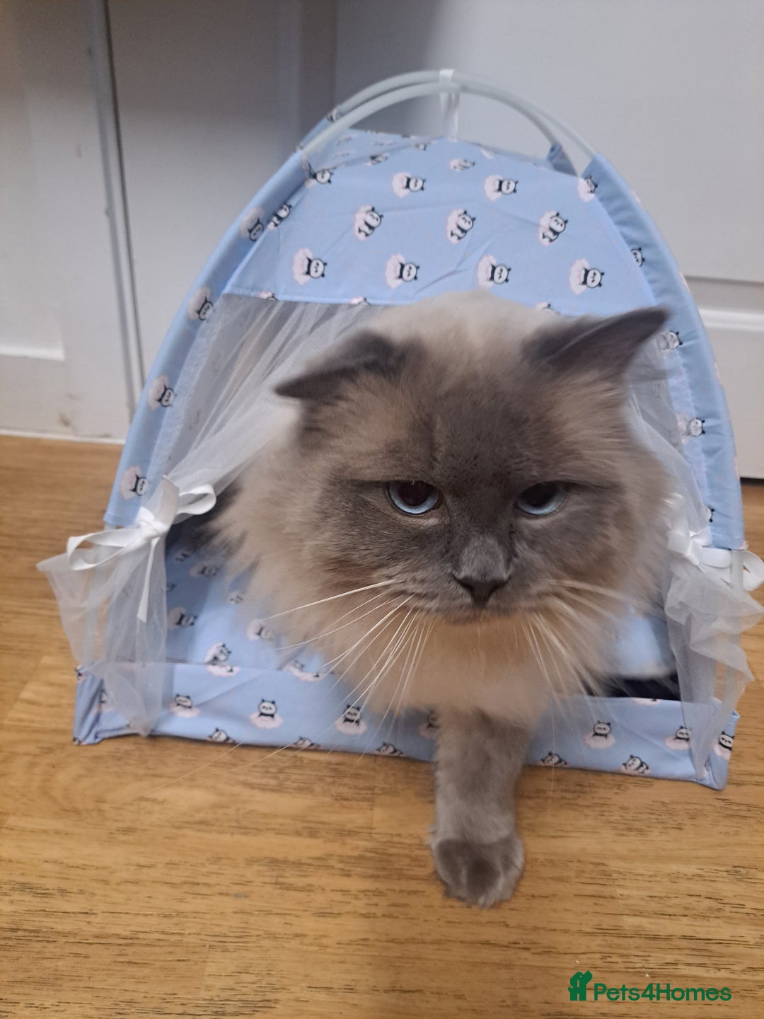 Dwelf cats for sale: Mix ragdoll and Maine Coon  - Image 4