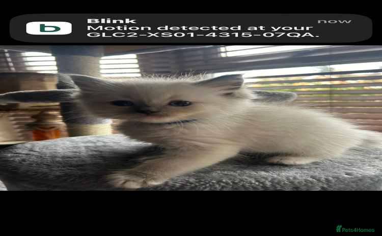 Ragdoll cats - Advert 6