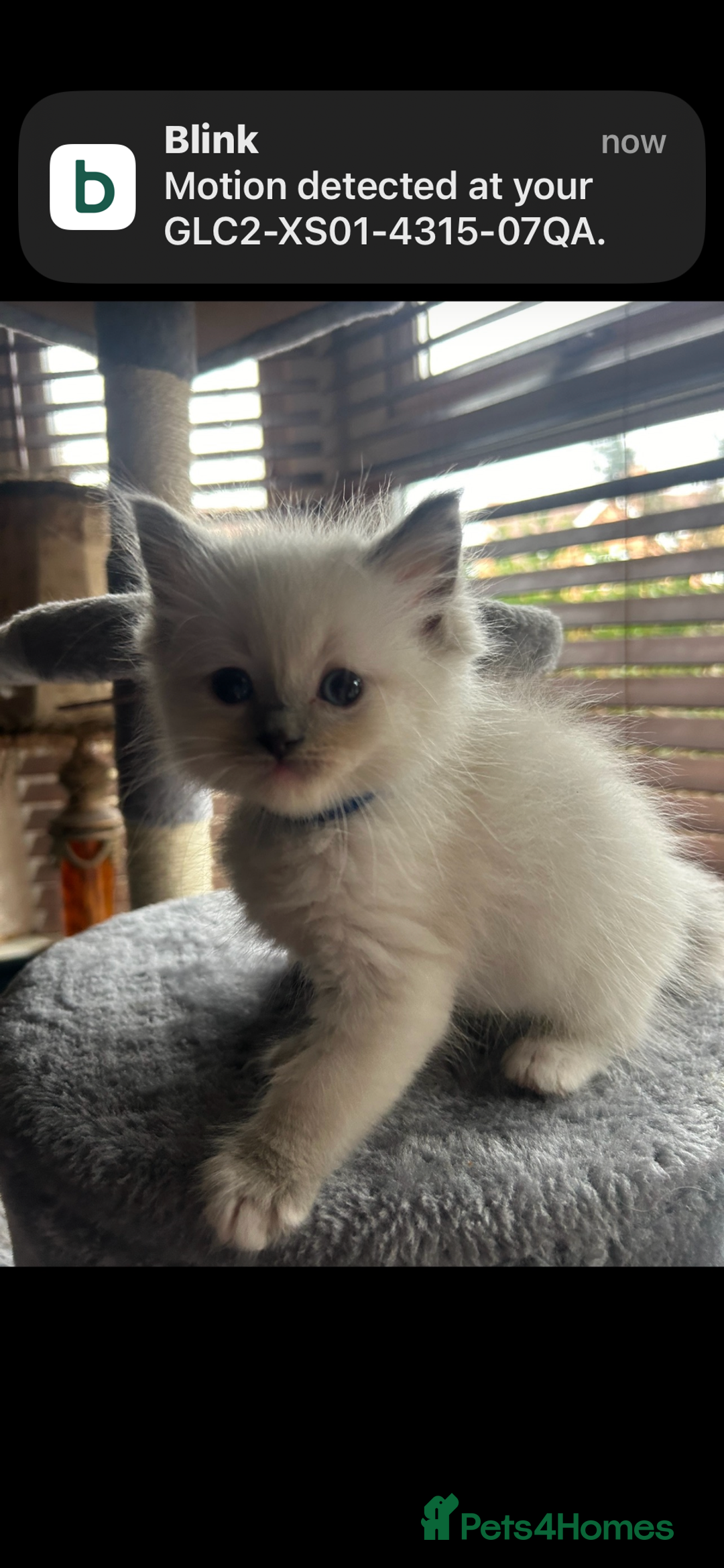 Ragdoll cats for sale: Ragdoll kittens - Image 1
