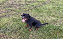 Rottweiler dogs for stud: Onex de Tierra Ibera now available for stud in Newark - Image 23