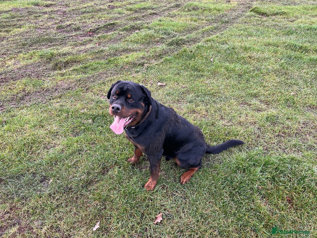Rottweiler dogs for stud: Onex de Tierra Ibera now available for stud in Newark - Image 23
