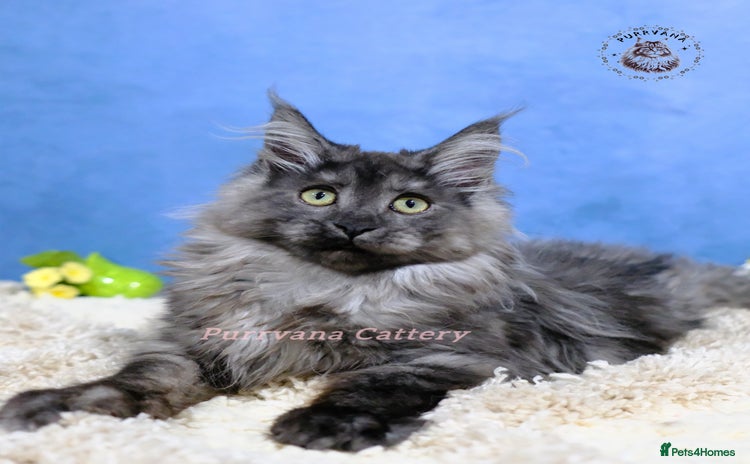 Maine Coon cats TICA registered Maine coon kittens READY NOW - Advert 7