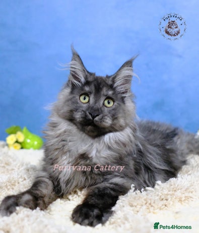 Maine Coon cats TICA registered Maine coon kittens READY NOW - Advert 7